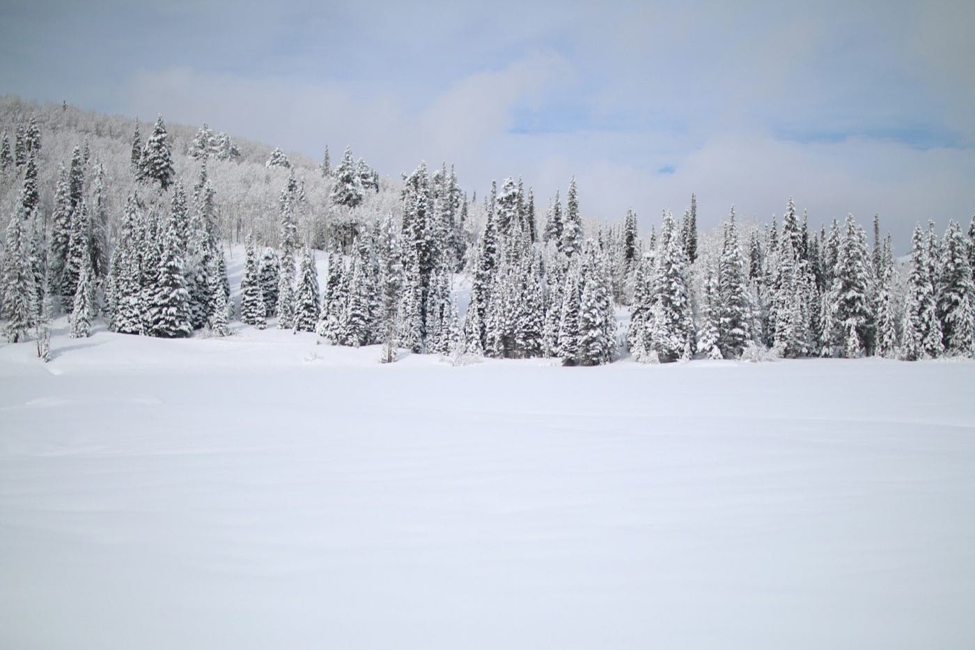 Untracked snowy meadow ringed by snow-laden spruce